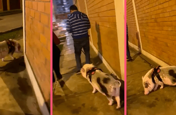 Captan a hombre paseando a su chancho como si fuese un perro por las calles de Lima