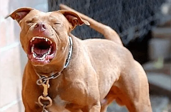 Perro pitbull ataca ferozmente a niña de dos años hasta dejarla sin vida