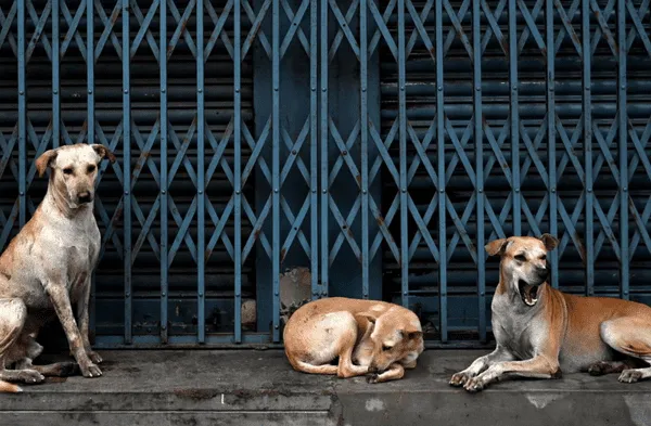 De la tristeza a la esperanza: Crematorio de mascotas ayuda a 130 perros sin hogar