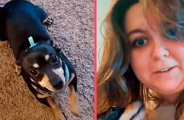 Mujer estadounidense adopta perrito; pero se "indigna" porque solo entiende ESPAÑOL