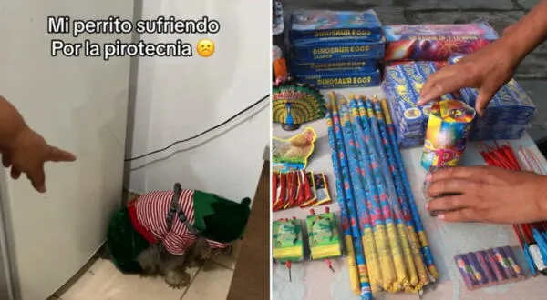 Lima: usuarios indignados por el ataque de ansiedad que sufrió perrito por la pirotecnia de Navidad