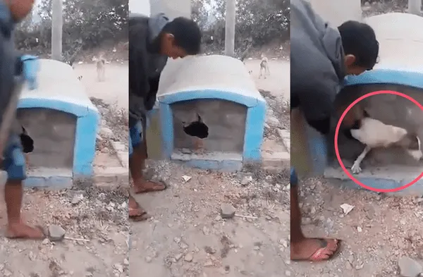 Perrito es enterrado VIVO en una tumba y gracias a su llanto pudo ser rescatado con comba