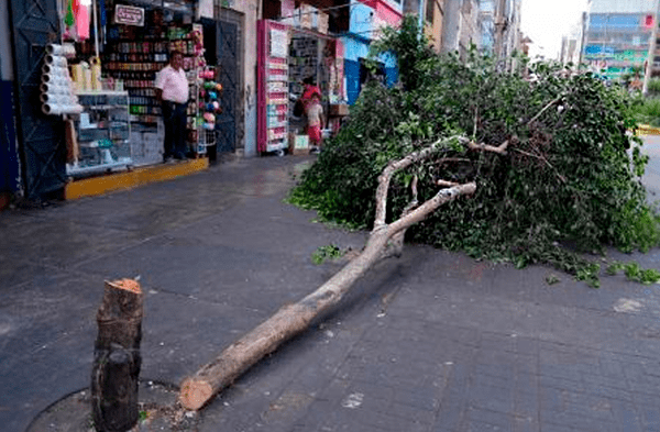 Hombre deberá pagar multa valorizada en 2,575 soles por talar árbol en La Victoria