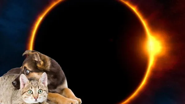 Mascotas en el eclipse