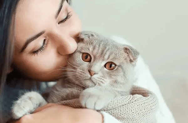¡Dulce empleo! Empresa ofrece 10.000 dólares por abrazar gatitos