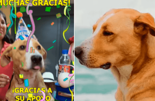 Perrito de película 'Vaguito' derrite corazones al agradecer a su público