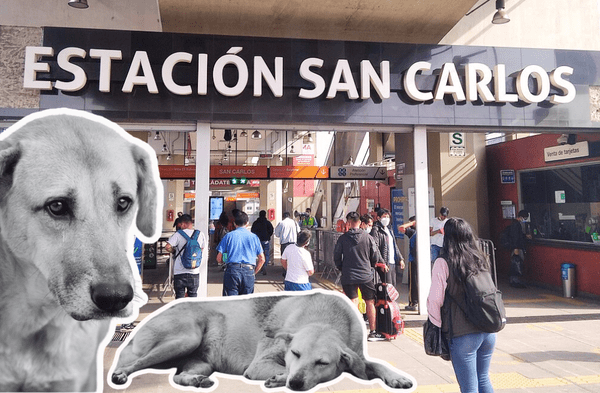 Horror en SJL: hallan 50 colas de PERROS en estación San Carlos del tren