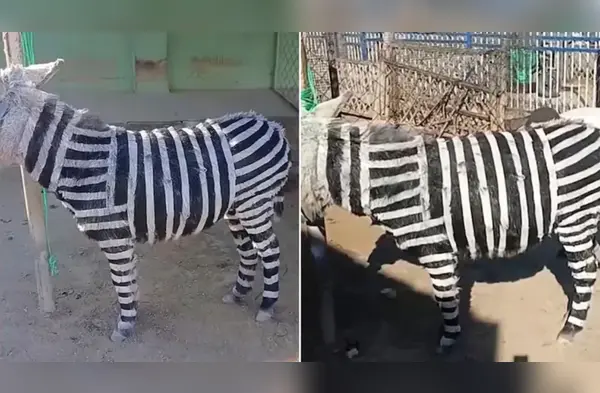 Burros pintados de cebras. wapa.pe