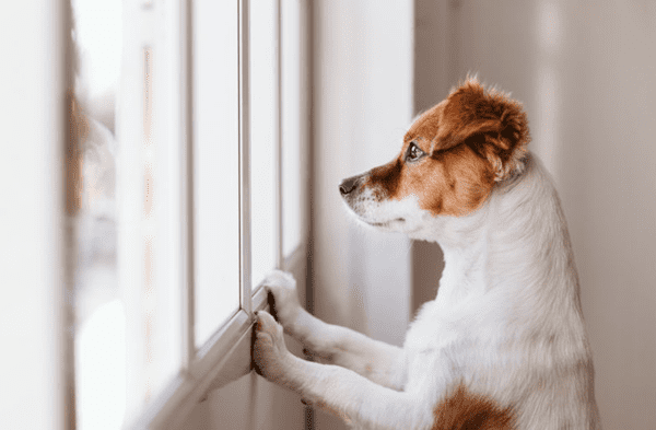 Cuánto tiempo puede estar solo un perro en casa wapa.pe
