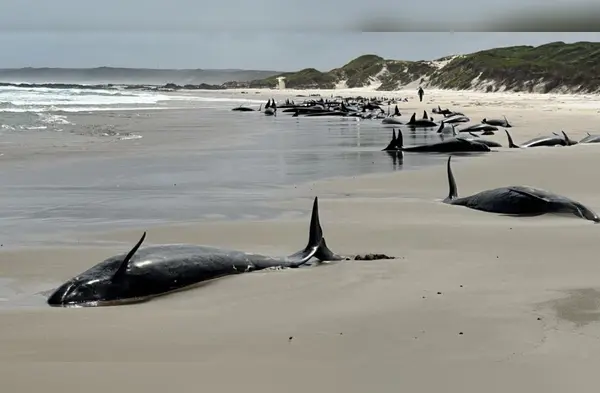 Los delfines quedaron varados en playa. wapa.pe
