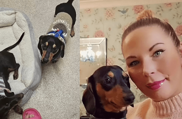 Mujer pierde la vida en su casa y es devorada por sus perros salchicha. wapa.pe