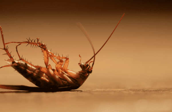 ¡No lo hagas! Esta es la aterradora razón por la que nunca debes pisar una cucaracha. wapa.pe