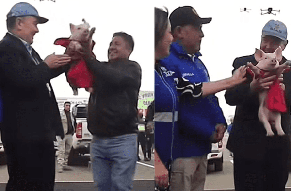 ¿Un nuevo hijo? Rafael López Aliaga se encariña con un cerdito y lo ‘adopta’ en inauguración wapa.pe