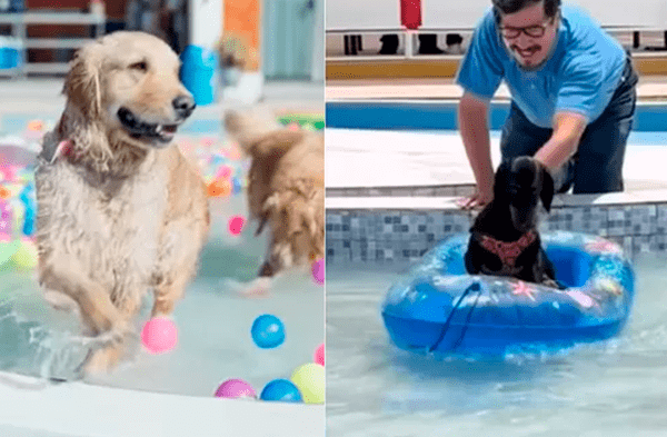 Primer parque acuático para perros: ¿Dónde está y cuánto cuesta? wapa.pe