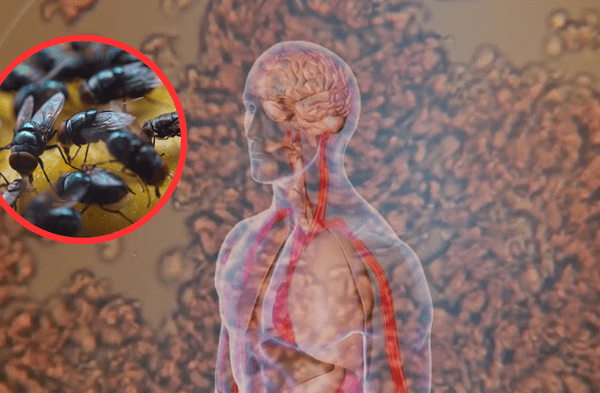 ¿La cura contra la leucemia está en las moscas? Científicos descubren sorprendente conexión wapa.pe