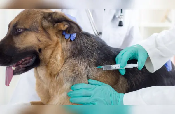 ¡Atención dueños de mascotas! Campaña veterinaria gratuita este 12 de septiembre: conoce dónde y qué servicios habrá wapa.pe