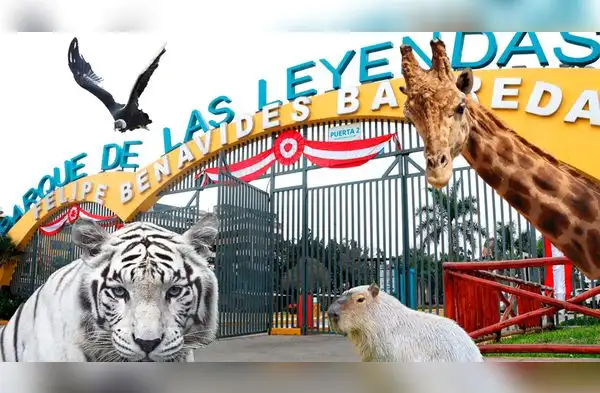 El congresista Guido Bellido propuso la eliminación de todos los zoológicos del Perú. wapa.pe