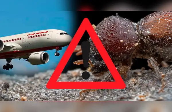 SENASA declaró la EMERGENCIA wapa.pe