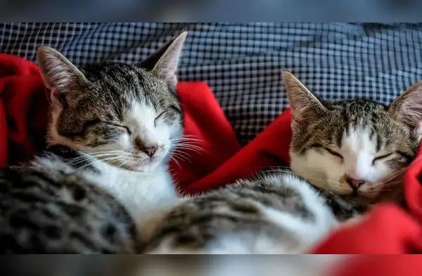 Se estima que entre el 38% y el 42% de los hogares cuenta con al menos un gato. wapa.pe