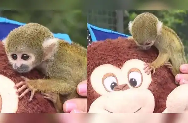 La versión peruana del monito 'Punch' ya está listo para ser visitado. wapa.pe