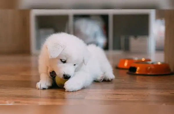 5 mitos y verdades sobre la alimentación de los cachorros: lo que todo tutor en el Perú debería saber wapa.pe