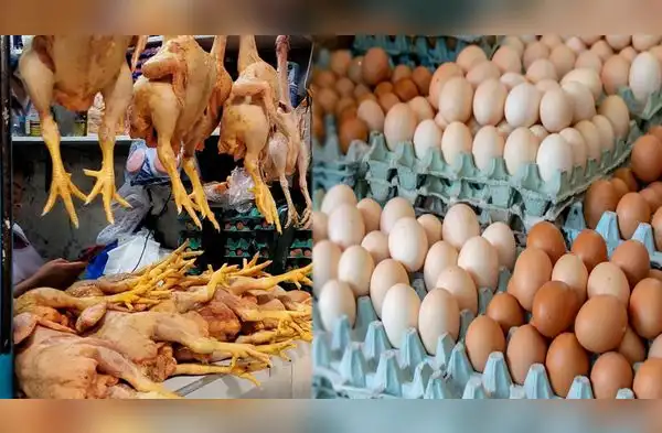 ¿Es seguro comer pollo y huevos tras alerta sanitaria de Senasa? Minsa responde. wapa.pe