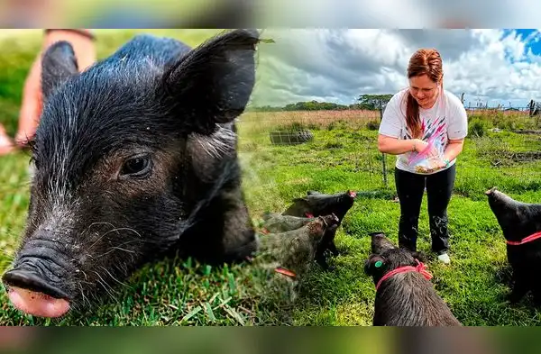 ¿Te gustan los animales? Refugio ofrece alojamiento gratuito a voluntarios que ayuden con animales rescatados wapa.pe