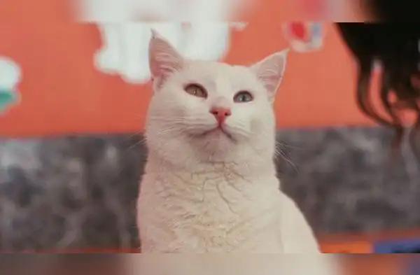 Día del gato. wapa.pe