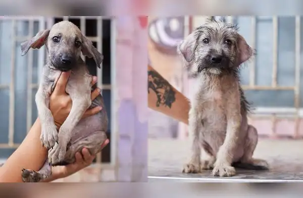 Campaña de adopción. wapa.pe