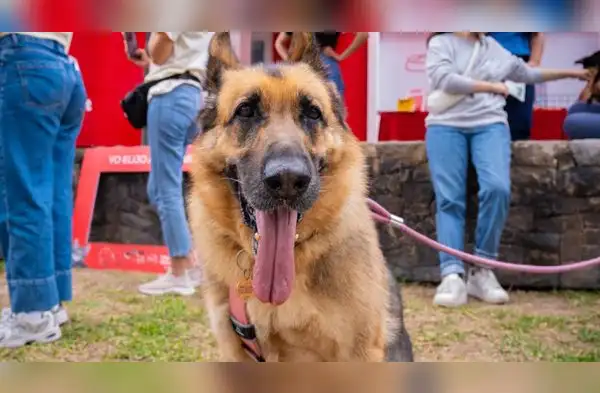 La actividad es pesanda para fomentar la adopción. wapa.pe