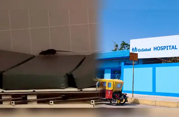 Graban rata en hospital EsSalud en Piura wapa.pe