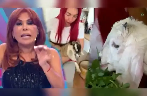 Magaly Medina arremete contra Deysi Araujo por indignante trato hacia cabrita wapa.pe