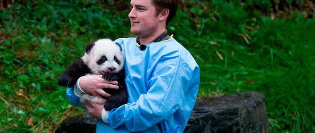 El trabajo de cuidador de panda puede ser bien recompensado en ocasiones. Foto: AFP / referencial   