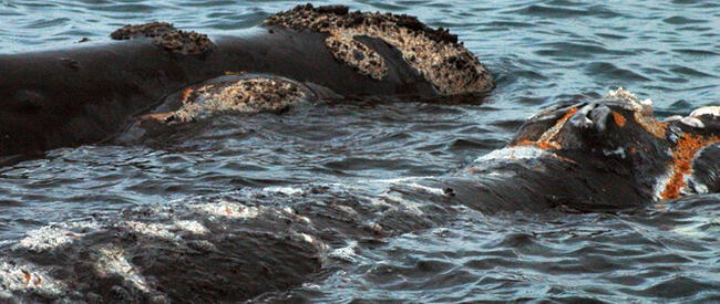 El lomo de las ballenas queda totalmente destrozada y expuesta al ingreso de bacterias y virus   