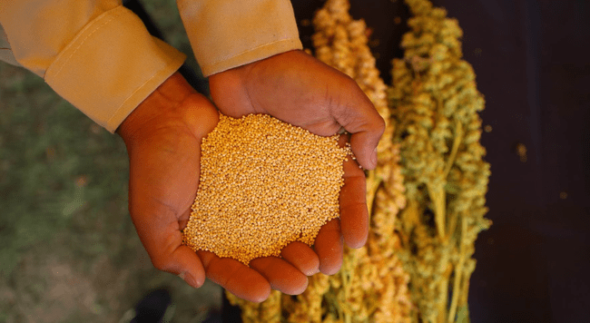 Quinua, alimento oro peruano.    