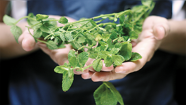 Aprovecha los beneficios de la muña con este delicioso chilcano