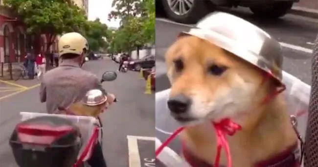 Perro con curioso casco cautiva a miles al pasear en moto junto a su dueño en China [VIDEO]