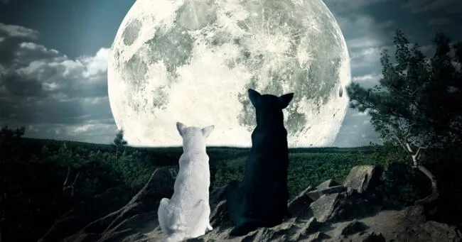 Uno de los grandes misterios es la actitud de los perros en épocas de luna llena