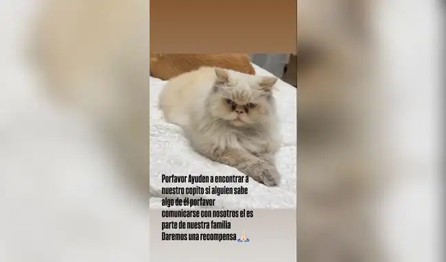 'Copito', la mascota de Melissa Paredes y Anthony Aranda, se encuentra desaparecido 'Copito', la mascota de Melissa Paredes y Anthony Aranda, se encuentra desaparecido