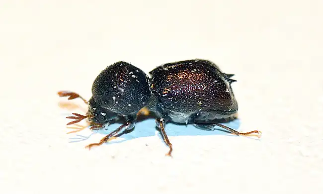 Escarabajo de la India Escarabajo de la India