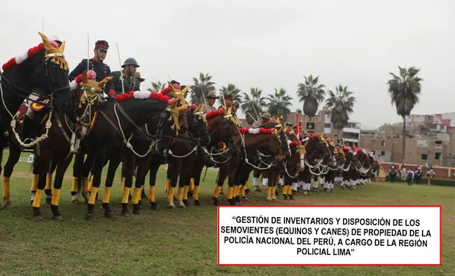 Contraloría hace grave denuncia a la PNP por la desaparición de caballos.   