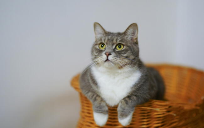 <em>Frases para mi gatito que partió al cielo.</em> <em>Frases para mi gatito que partió al cielo.</em>