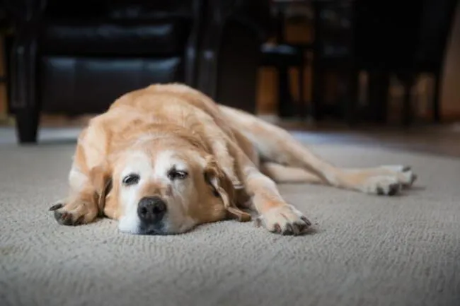 Perro, la mascota más fiel del hombre.   