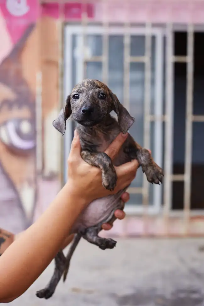 Perrito en adopción. Perrito en adopción.